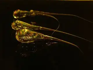 courtesy of wikipedia