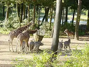 Burgers' Zoo w Arnhem, Netherlands