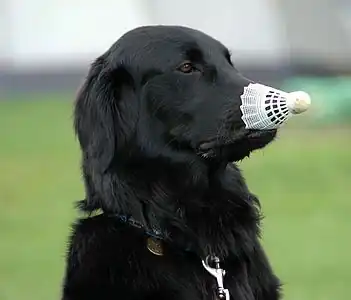A dog with a badminton birdie on the nose.