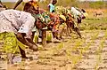 Rice farmers harvesting rice in Gambian fields.