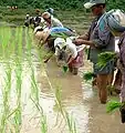 Planting the rice