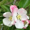 Springtime in my garden ... as of Apr 14, 2017 ... ready for the bees to arrive.