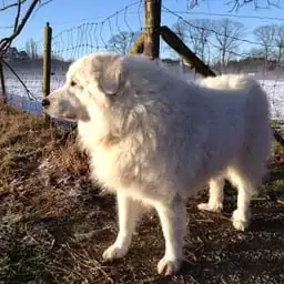 In memoriam: Babou ...