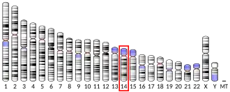 Chromosome 14 (human)