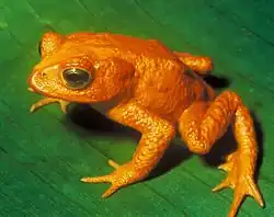The species Bufo periglenes (Golden Toad) was last reported in 1989