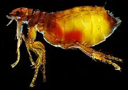 Female cat flea
