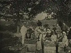 Harvesting of wine grapes at Minkowa Machala (now Kwartal Ogosta of Boychinovtsi), 1928[1]