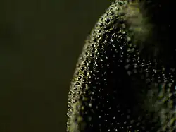 Microscope image of a seed.