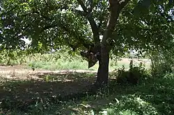 Arabloi Bisheh, West Azerbaijan Province.