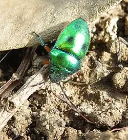 Lampromicra miyakona from Japan.