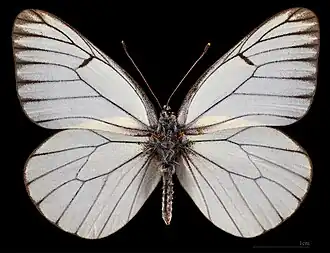 Aporia crataegi transitoria ♂
