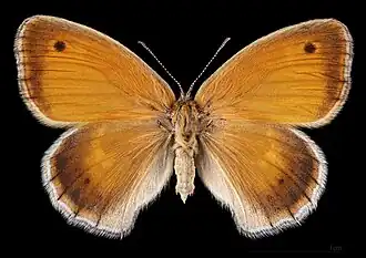 Coenonympha pamphilus marginata ♀