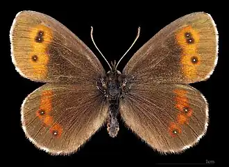 Erebia euryale adyte ♂