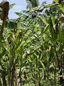 1. Abacá plants have several stalks which can be harvested annually and regenerate fully within a year.[28]