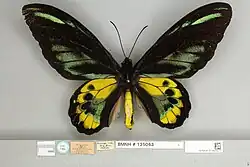 Ornithoptera rothschildi, Syntype male dorsal view
