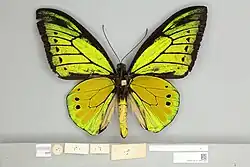 Ornithoptera g. goliath, male ventral view