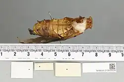 Ornithoptera meridionalis pupa, dorsal view