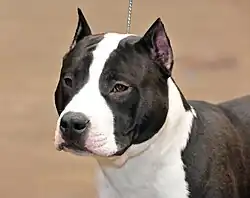 Medium crop on an American Staffordshire Terrier