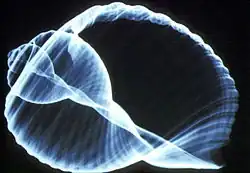 X-ray image of the shell of Tonna galea