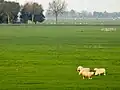 Sheep in the polder