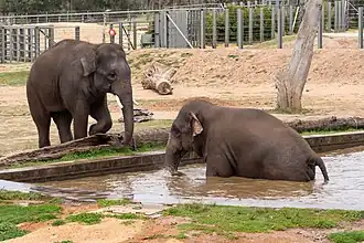 Asian mainland elephants