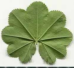 Leaf abaxial side.
