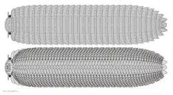 Diagrammatic reconstruction of A. armata