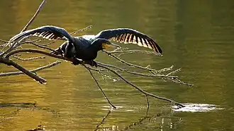 Great cormorant about to take off in Berlin, Germany