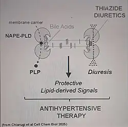Bile acids and thiazide diuretics bind and stabilize membrane NAPE-PLD