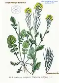 Illustration of B. vulgaris from Atlas des plantes de France. 1891