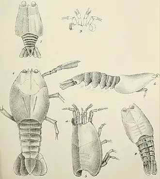 Monochrome drawings of crustacean fossils from multiple angles