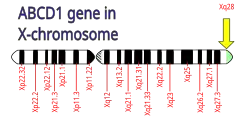 Illustration of the position of the ABCD1 gene in the chromosome.