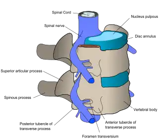 Spinal nerves exit the spinal cord between each pair of vertebrae.