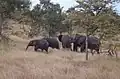 Elephants