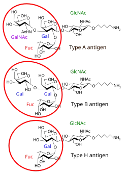 There are three basic variants of immunoglobulin antigens in humans that share a very similar chemical structure but are distinctly different. Red circles show where there are differences in chemical structure in the antigen-binding site (sometimes called the antibody-combining site) of human immunoglobulin. Notice the O-type antigen does not have a binding site.[30]