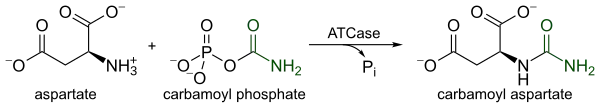 Reaction of aspartate transcarbamylase.
