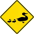 (MR-WDO-21) Ducks (used in Western Australia)