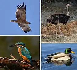 montage of four birds