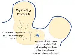 Nucleotides in a protocell in a hydrothermal vent can polymerise into random strings of RNA. Any that have even slight catalytic activity will favour the growth and replication of their protocells, a start to natural selection.[42]