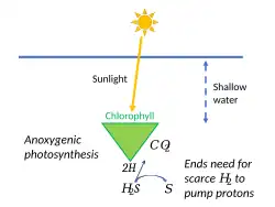 Anoxygenic photosynthesis, using hydrogen sulfide, ended the need for scarce hydrogen.[44]