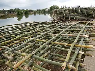 Bamboo raft used for mussel breeding and propagation (Abucay, Bataan, Philippines)
