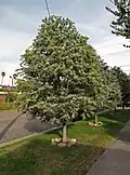 Street tree, Los Angeles