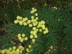 Picture of a twice-pinnate compund leaf and pale yellow globular flower clusters