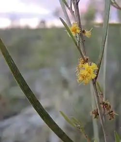 Part of a branch with long, narrow, grayish-green leaves and globular yellow flowers made of threadlike segments