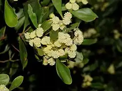 part of a branch with glossy obovate leaves and globular pale yellow flowers
