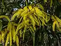 Acacia leiocalyx inflorescences, 7th Brigade Park, Chermside, Queensland.