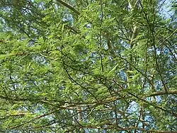 Foliage and branches