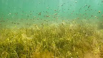 Congregation in Tasmania