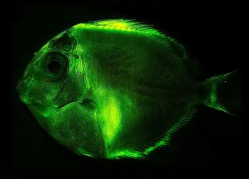 Juvenile showing biofluorescence