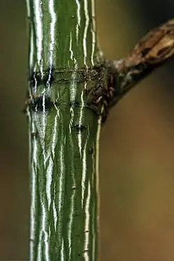 The thin trunk of a juvenile striped maple tree. It is a dark, velvety green and has raised white ridges that create stripes.